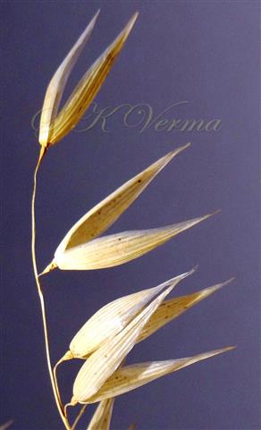  Spikelets with glumes (florets fallen)